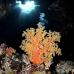 coral_soft_sjc_si_v_0167_egy4658.jpg